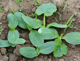 Young courgette, zucchini seedlings grow in the open ground
