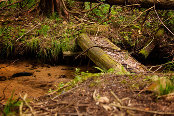 Logs in Creek 3