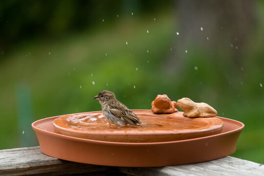 a sparrow is bathing and splashing with water in a bird bath 