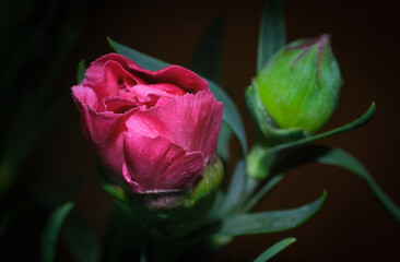 Carnation on a dark background close-up.
