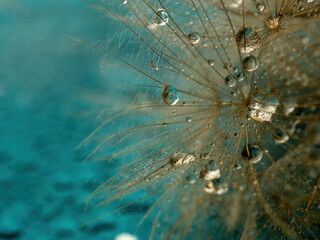Abstract dandelion flower background, extreme closeup. Big dandelion on natural background. Art photography