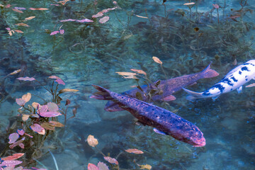 岐阜県にある美しい池、岐阜県にあるモネの池、美しい錦鯉が泳ぐ透明な池、