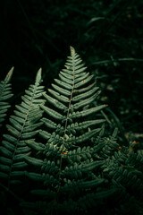 fern leaves on a dark background. background photo of plants. Green fern leaves background texture of dark background tone. Poster on the wall in green tones