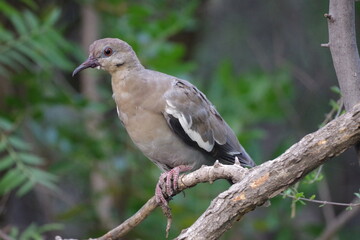 Bird looking directly at camera