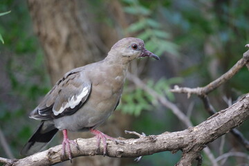 Bird looking directly at camera