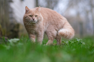 Naklejka na ściany i meble A fluffy cat of an unusual color roams in the yard.