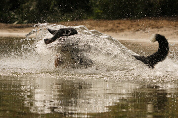 Naklejka premium Hund im See