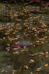 岐阜県にある美しい池、岐阜県にあるモネの池、美しい錦鯉が泳ぐ透明な池、