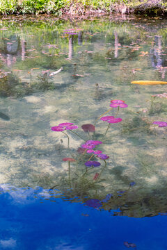岐阜県にある美しい池、岐阜県にあるモネの池、美しい錦鯉が泳ぐ透明な池、