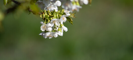 Branch with cherry blossoms on a blurred green background.