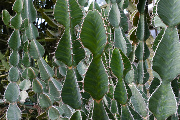 Close-up of green cacti in the wild, tropical plants.