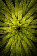 green leaf with drops