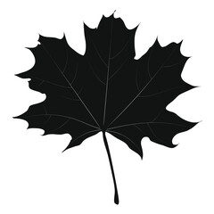 Black maple leaf, natural outline contour. Botany. Symbol of Canada. Vector