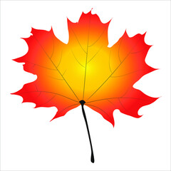 Maple leaf, natural outline. Botany. Symbol of Canada. Radial shradient yellow, orange, red. Autumn vector