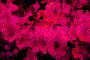 Cloud of pink red dreamy hazy azaleas - dark pink and black abstract background