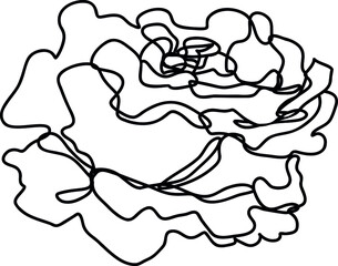 Line’s rose with monoline flower