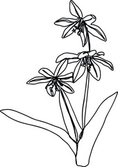 Line’s snowdrop with monoline flower