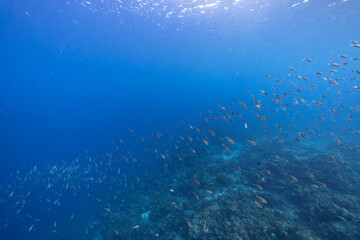 Seascape with School of Fish, Chromis fish in the coral reef of the Caribbean Sea, Curacao