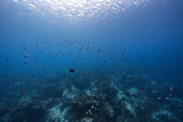Fototapeta na wymiar Seascape with School of Fish, Chromis fish in the coral reef of the Caribbean Sea, Curacao