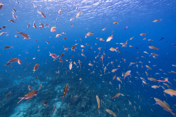 Fototapeta na wymiar Seascape with School of Fish, Chromis fish in the coral reef of the Caribbean Sea, Curacao