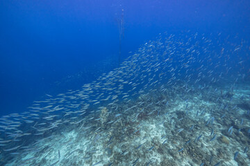 Seascape with School of Fish, Boga fish in the coral reef of the Caribbean Sea, Curacao
