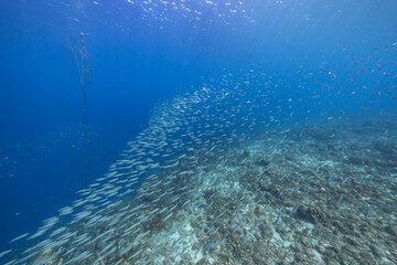 Fototapeta na wymiar Seascape with School of Fish, Boga fish in the coral reef of the Caribbean Sea, Curacao