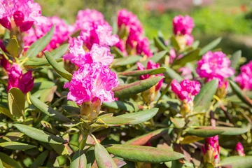 Fototapeten Beautiful Japanese pink Azalea flowers cut into a dense shrubbery. Full in bloom in may, springtime. .rhododendron in garden. Season of flowering azaleas at botanical garden © Yulia