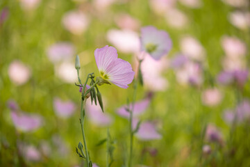 pink flowers in the field