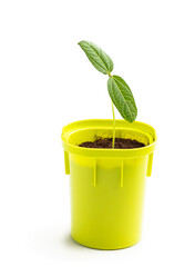 Young green sprout seedling in small plastic pot