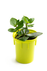 Small kalanchoe plat in plastic flower pot isolated on white