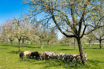 Obraz premium Flock of black and white sheep in an orchard with traditional flowering standard fruit trees, in the province of Groningen, the Netherlands