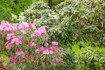 Fototapeta na wymiar Beautiful Japanese pink Azalea flowers cut into a dense shrubbery. Full in bloom in may, springtime. .rhododendron in garden. Season of flowering azaleas at botanical garden