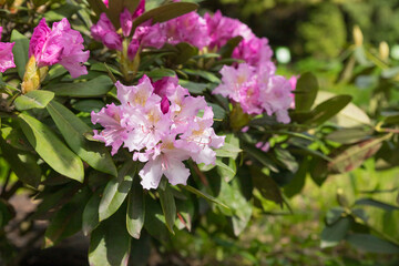 Beautiful Japanese pink Azalea flowers cut into a dense shrubbery. Full in bloom in may, springtime. .rhododendron in garden. Season of flowering azaleas at botanical garden