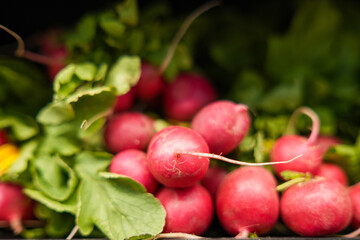 Red Radish at the Market