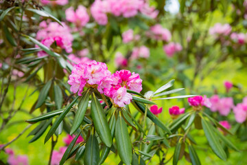 Fototapeta premium Beautiful Japanese pink Azalea flowers cut into a dense shrubbery. Full in bloom in may, springtime. .rhododendron in garden. Season of flowering azaleas at botanical garden