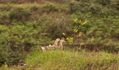 ducks in the grass