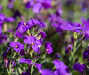 Midday flower known as Delosperma purple from the Mediterranean