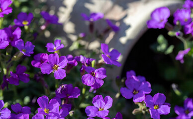 Fototapeta na wymiar Midday flower known as Delosperma purple from the Mediterranean