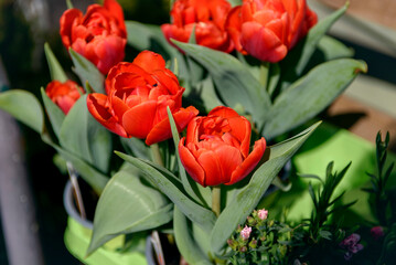 Red tulips in a decorative pot. Flowers in the city. Reproduction and cultivation of flowers.
