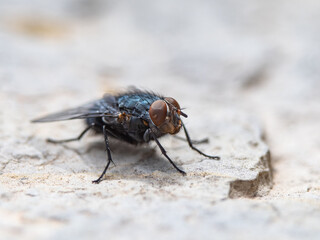 closeup photo of a fly sitting on a stone