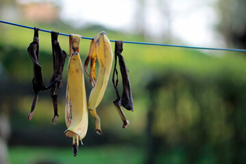 bio banana peels for drying and subsequent pulverization into potassium and nitrogen fertilizer