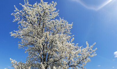 White flowering crabapple tree against a blue sky
