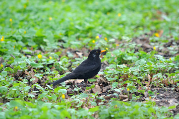  Black starling male bird ( Turdus merula ) standing on a background of wild yellow flowers buttercups in a spring park. Wild birds outdoors photo
