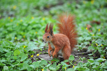 Naklejka na ściany i meble Red squirrel with white tummy sitting on on hind legs against spring greenery park background .Portrait of red squirrel outdoors.