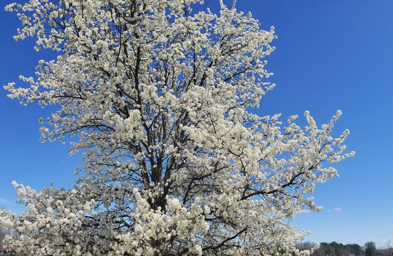 White flowering crabapple tree against a blue sky
