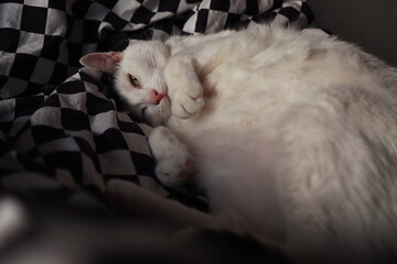 A cute black and white cat sleeps on his master's bed, on black and white bed linen. Happy and beloved pet