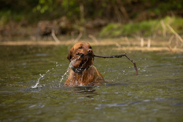 Labrador schwimmt im See