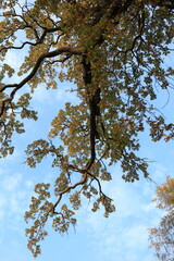 branches of a huge sprawling oak overhead in autumn