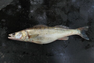 freshly caught predator fish zander on a dark background