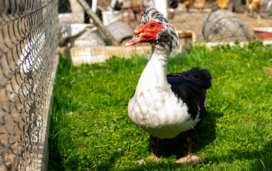 A musk duck walks around the yard. Duck on a background of green grass. Blurred background Breeding ducks at home. Agriculture.